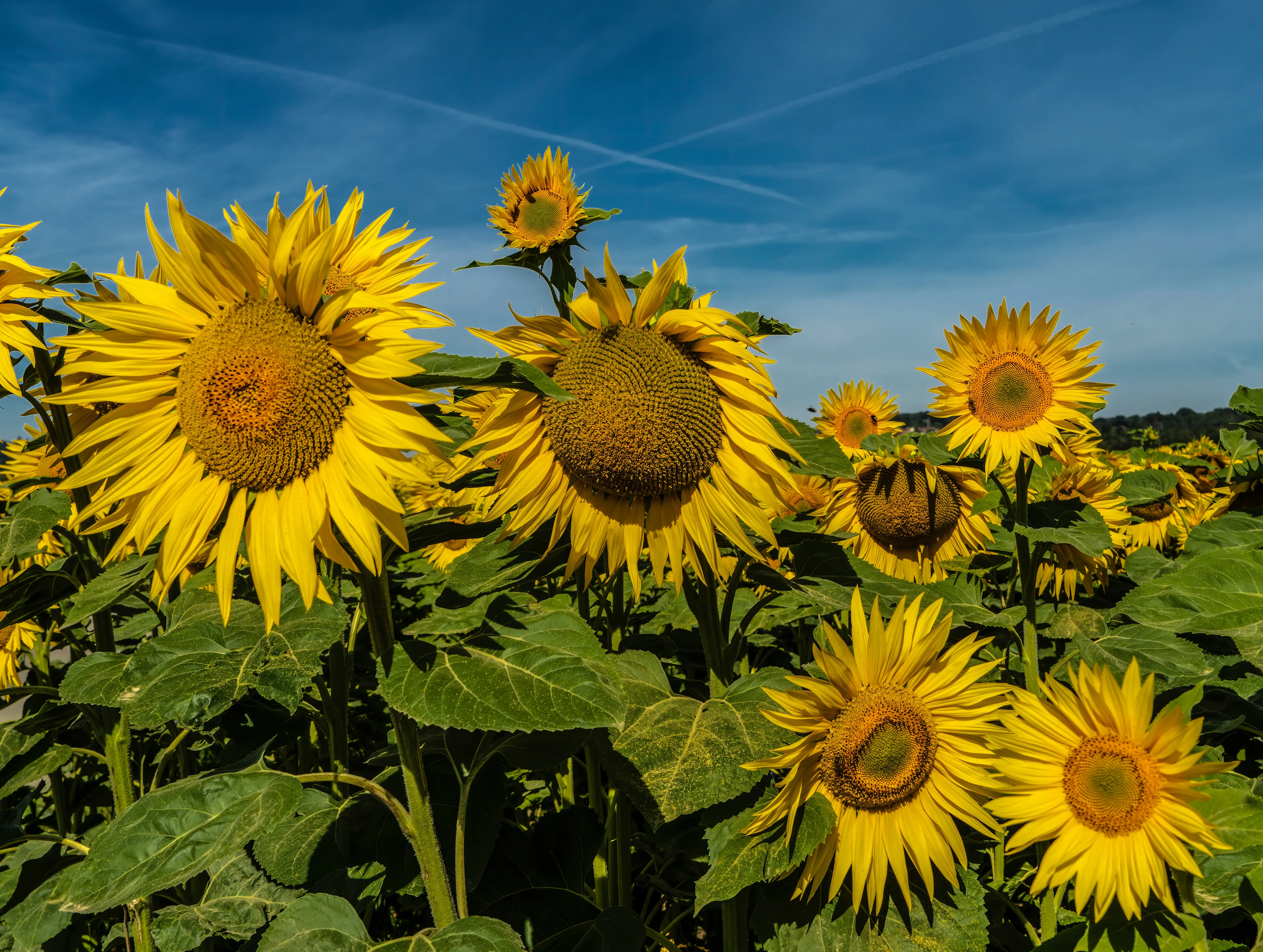 域名配置免费的SSL证书